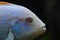 Albino Redfin Zebra African Cichlid