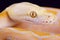 Albino reticulated python (Malayopython reticulatus)