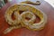 Albino reticulated python : python snake yellow lying on the wooden table. Close up of Big Python regius or Royal Python is a