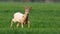 Albino roe deer buck walking on a green wheat field in spring nature