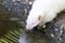 Albino skunk drinking