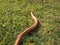 Albino Snake / Grass Snake - Ringelnatter