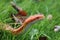 A Albino Snake - Grass Snake - Ringelnatter on grass