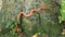 Albino Snake - Grass Snake - Ringelnatter on tree