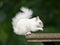 Albino Squirrel