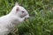 Albino squirrel eating bird seed fallen on the ground