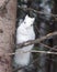 Albino Squirrel Stock Photos.  Albino Squirrel animal sitting close-up profile view.