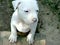 Albino stafford puppy