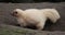 Albino Striped skunk