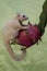 An albino sugar glider is eating dragon fruit that is ripe on a tree.
