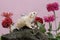 An albino sugar glider mother was looking for food in a flower garden while holding her two babies.