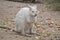 Albino tammar wallaby