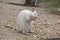 Albino tammar wallaby