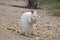 Albino tammar wallaby