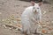 Albino tammar wallaby