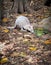 Albino Tammar Wallaby IMG_0155A