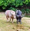 Albino and thai buffalo