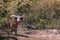 Albino Thai buffalo behind green bush in nature forest