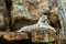 Albino tiger sleep on rock in zoo