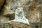 Albino tiger sleep on rock in zoo