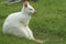 Albino Wallaby