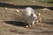 An albino wallaby