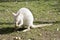 An albino wallaby