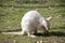 An albino wallaby