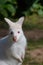 Albino wallaby