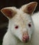 Albino Wallaby