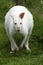 Albino Wallaby