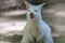 Albino Wallaby Joey mouth open smiling funny face