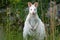 Albino wallaby in a national park in Australia. Native Australian wildlife