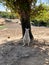 Albino wallaby standing on tree shadow in natural park