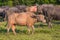 Albino Water Buffalo