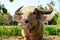 Albino water buffalo