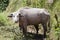 Albino Water Buffalo in China