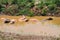 Albino water buffalo five