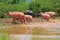 Albino water buffalo five