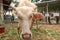 Albino water buffalo during Ginawari 2017