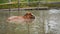 Albino water buffalo is playing and swimming in pond