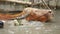 Albino water buffalo playing water splashing in pond