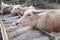 Albino water buffalos