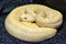 Albino Western Diamondback Rattlesnake