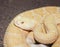 An Albino Western Diamondback Rattlesnake, Crotalus atrox