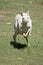 The albino western grey kangaroo is jumping with a joey in her pouch