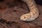 Albino western hognose snake