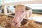 Albino white buffalo eating brown hay in its cattle stable