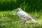 Albino white crow