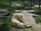 albino white lions rest in the zoo. Lion Panthera leo is a species of carnivorous mammals, one of representatives of the